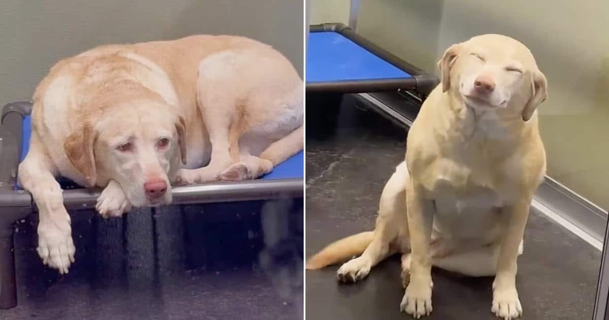 Dog’s Joyful Reunion With Mom After a Week in Boarding Melts Hearts
