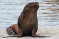 Turista coreano fue gravemente herido tras ser atacado por un lobo marino en Valdivia: quiso tomarse una “selfie”