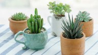 Antes de que termine el Invierno: esto es lo que tenés que hacer con tus suculentas para tener un hermoso jardín