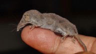 Este es el mamífero más pequeño del mundo, y vive en España
