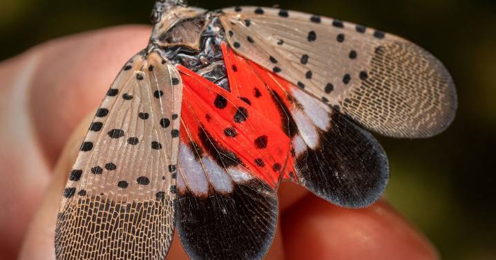Spotted lanternfly confirmed in more than 50 Massachusetts cities and towns, state says
