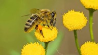 Panal de abejas cerca de casa: te decimos qué hacer y cómo reportarlo
