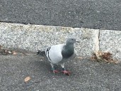 A pigeon is picked up by police, an officer pokes an alligator, and a front