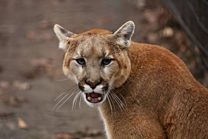 Mountain Lion Unexpectedly Enters California Home Through Open Front Door
