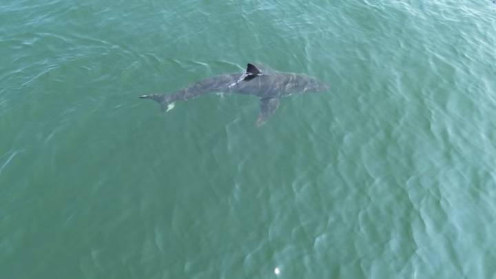 Watch: Great white shark discovered lurking off Maine coast by drone