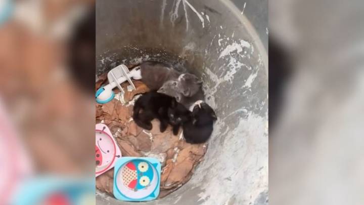 California Man Looks Inside A Trash Can And Finds The Most Heartbreaking Surprise