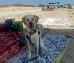 North Olmsted celebrates dog days of summer with social media canine fun