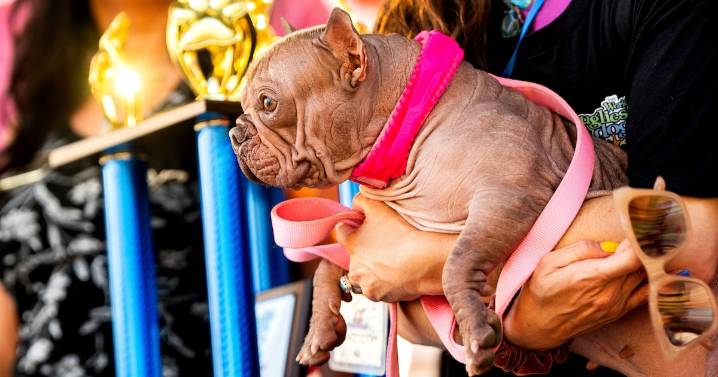 World’s Ugliest Dog Contest: Here are some of the top contenders