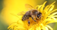 La revolucionara empresa chilena que trasladó 465 millones de abejas vivas fuera del país
