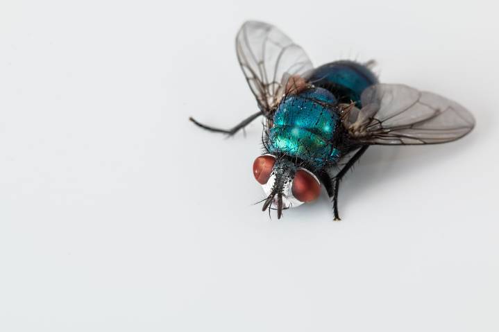 México enfrenta un repunte de la mosca barrenadora de la carne que amenaza al ganado, a las personas y a las fronteras