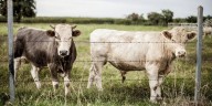 Exportación de ganado a EU podría reanudarse en noviembre: Sheinbaum