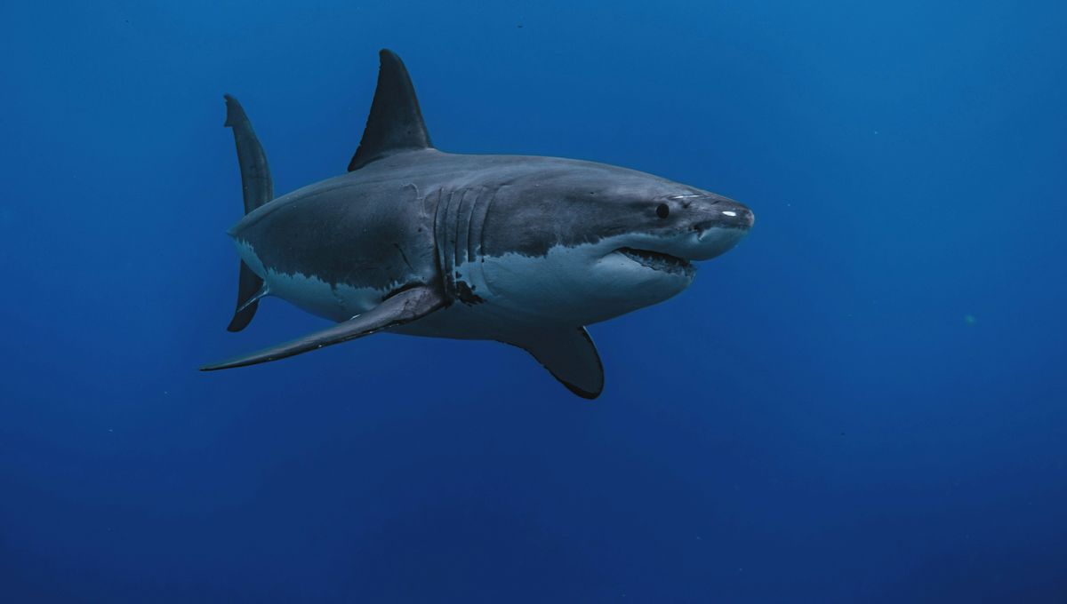 Great White Sharks Are On The Move, Becoming More Common In Atlantic Canada And East Coast US