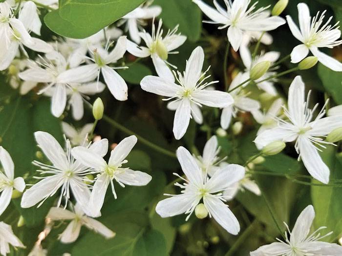 Darrell Blackwelder: Fall-blooming clematis