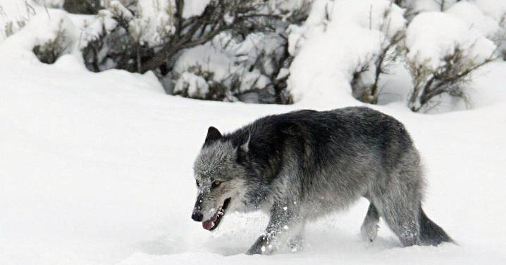 Commission sets wolf quota at 452 for upcoming season, with specific limit for SW Montana
