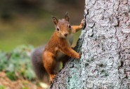 Washington vs. Oregon, The Squirrel Uprising Survival Odds