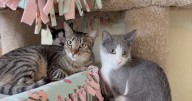 Marana shelter takes in more than 20 animals from hoarding case