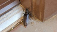The Easy Door Upgrade That Helps Keep Pests Out Of Your House