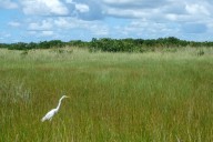 Dos incendios forestales en los Everglades llevan humareda a ciudades del sur de Florida