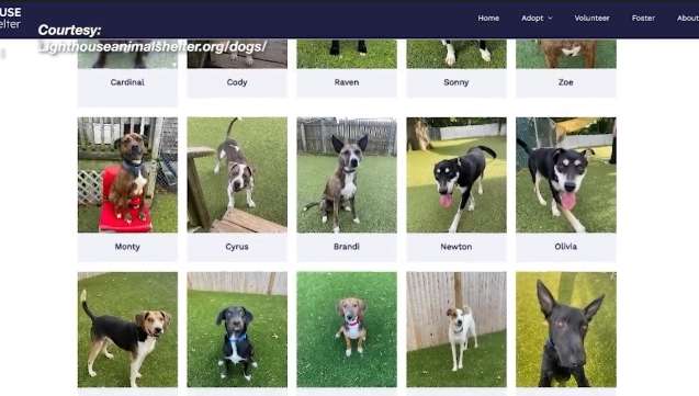 Little Compton vineyard to host dog adoption event Sunday
