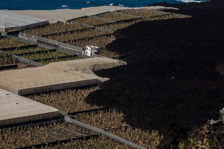 El volcán de La Palma no contaminó de forma significativa los plátanos de la isla