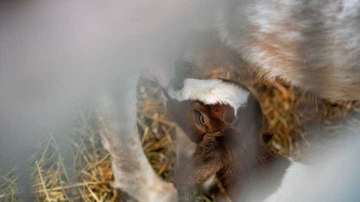 Iowa State Fair 2025: See all the sights from Monday