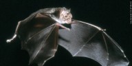 Bat tests positive for rabies