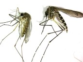 West Nile virus detected in Washtenaw County, officials say