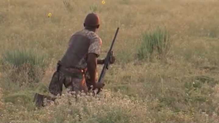 Texas dove population up, promising good season for hunters