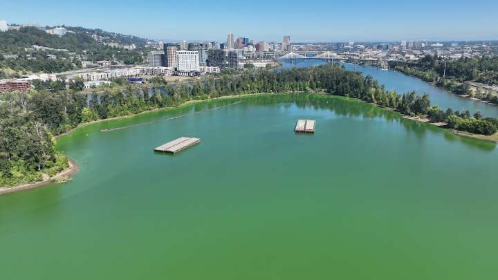 Harmful algae blooms again in Willamette River lagoon