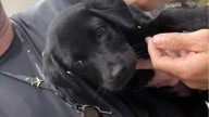 Detenido por abandonar a su perro en el aeropuerto porque le negaron el embarque con el animal
