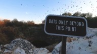 KSAT Explains: South Texas’ most beloved flying mammal has not always been valued