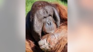 Michael, Phoenix Zoo orangutan, undergoes 2nd cancer surgery