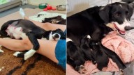 Rescuer Saves Pregnant Dog From Oregon Shelter, Only To Welcome Her 9 Furry Babies Days Later