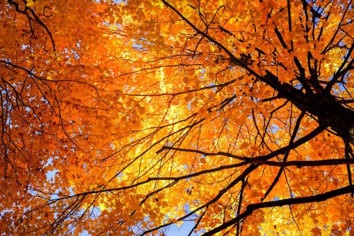 NOAA releases fall weather predictions for New York as La Niña looms