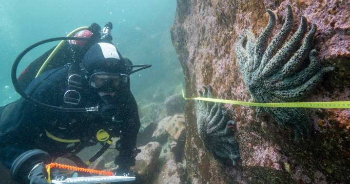 Scientists say they've found out what killed over 5 billion sea stars