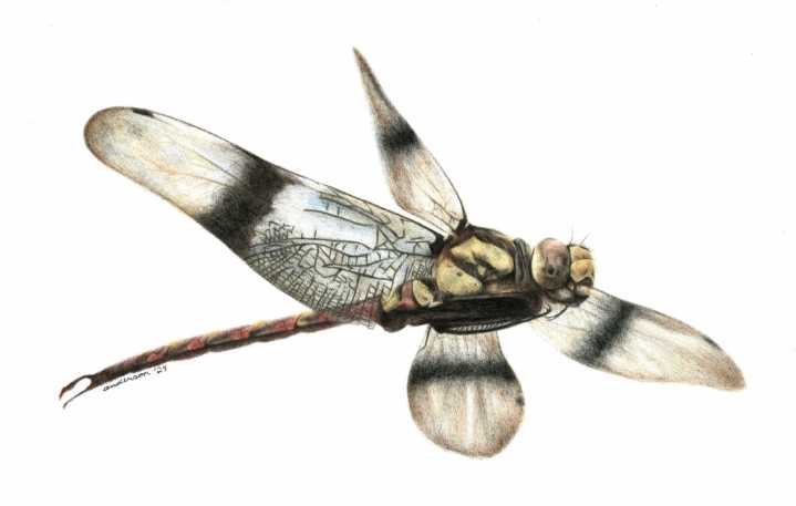 Fossilized dragonfly wing uncovered in Alberta’s Dinosaur Provincial Park