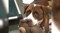 Florida Pup Offered Stuffies To Shelter Visitors Hoping That Someone Would Notice Her And Then A Miracle Happened