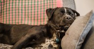 Dog fosterers urgently needed in Leicestershire for pets of domestic abuse victims