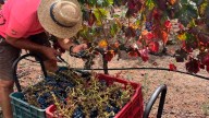 La filoxera bloquea la vendimia entre el temor de los viticultores