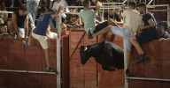 Finalizan antes de tiempo la capea de Carbajosa por varias cogidas de una vaquilla que saltó al callejón