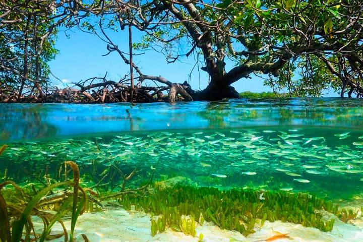 Raíces de la resiliencia: salvaguardando los manglares del Caribe, por Carlos Correa