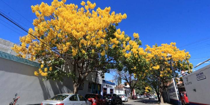 Cambio climático adelanta maduración, floración y cosecha