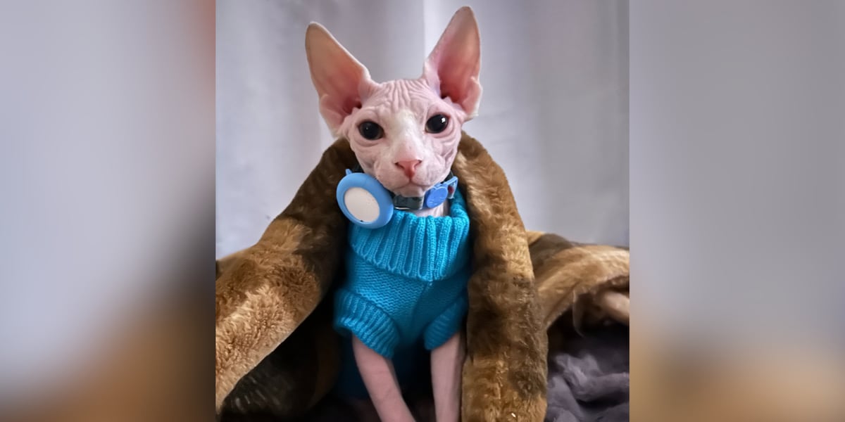 Hairless kitten disappears in Ocala; owner searches for ‘Dobby’