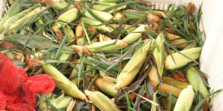 How the weather has impacted local sweet corn sellers