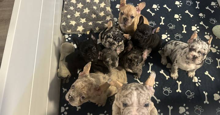 1 man arraigned Tuesday after 9 French Bulldogs stolen from Cleveland home in July