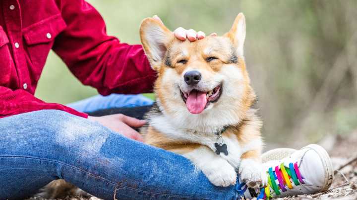Woof! Britain's love affair with dogs