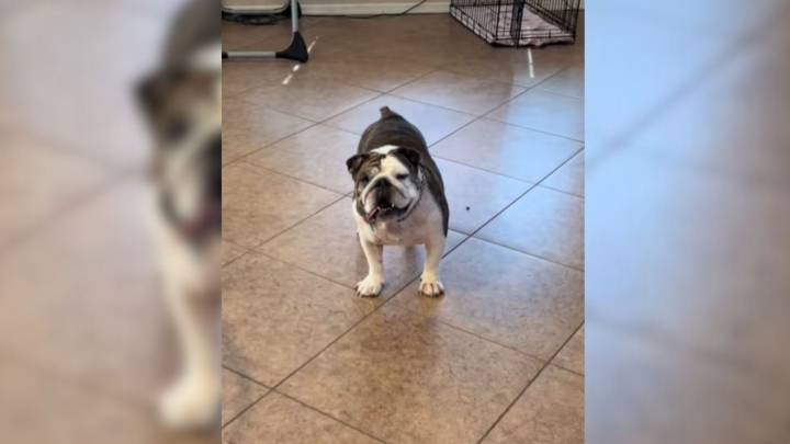 Sorrowful Pup From Arizona Who Was Abused And Rehomed 5 Times Finally Meets Someone Special