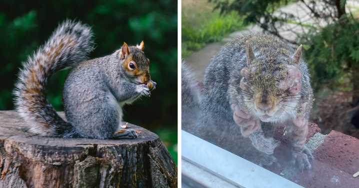 “First Rabbits, Now The Squirrels?”: ‘Zombie Squirrels’ With Oozing Flesh Terrify US Homeowners
