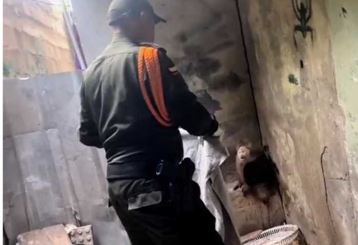 Rescatan un mono cara blanca que estaba encerrado en una casa