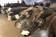 For trappers, the land is their office — wildfires have them bracing for the worst